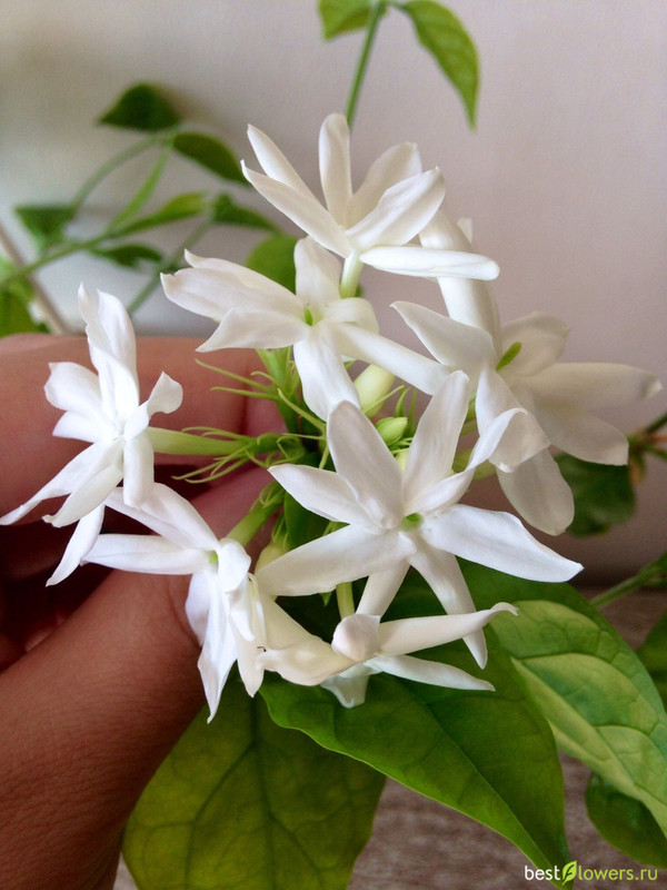 1633839894_102-p-zhasmin-domashnii-tsvetok-foto-115