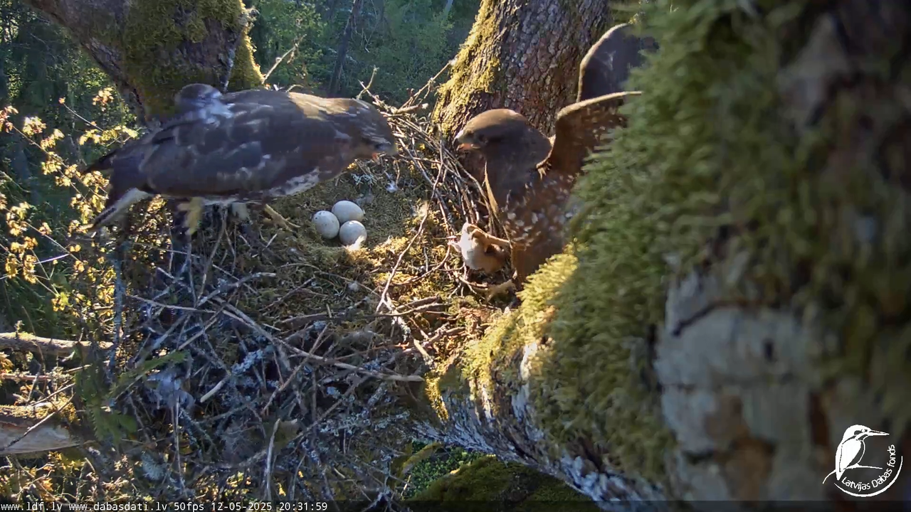 Melnās klijas (Milvus migrans) Kurzemē_ peļu klijāni (Buteo buteo) 18-1-34 screenshot