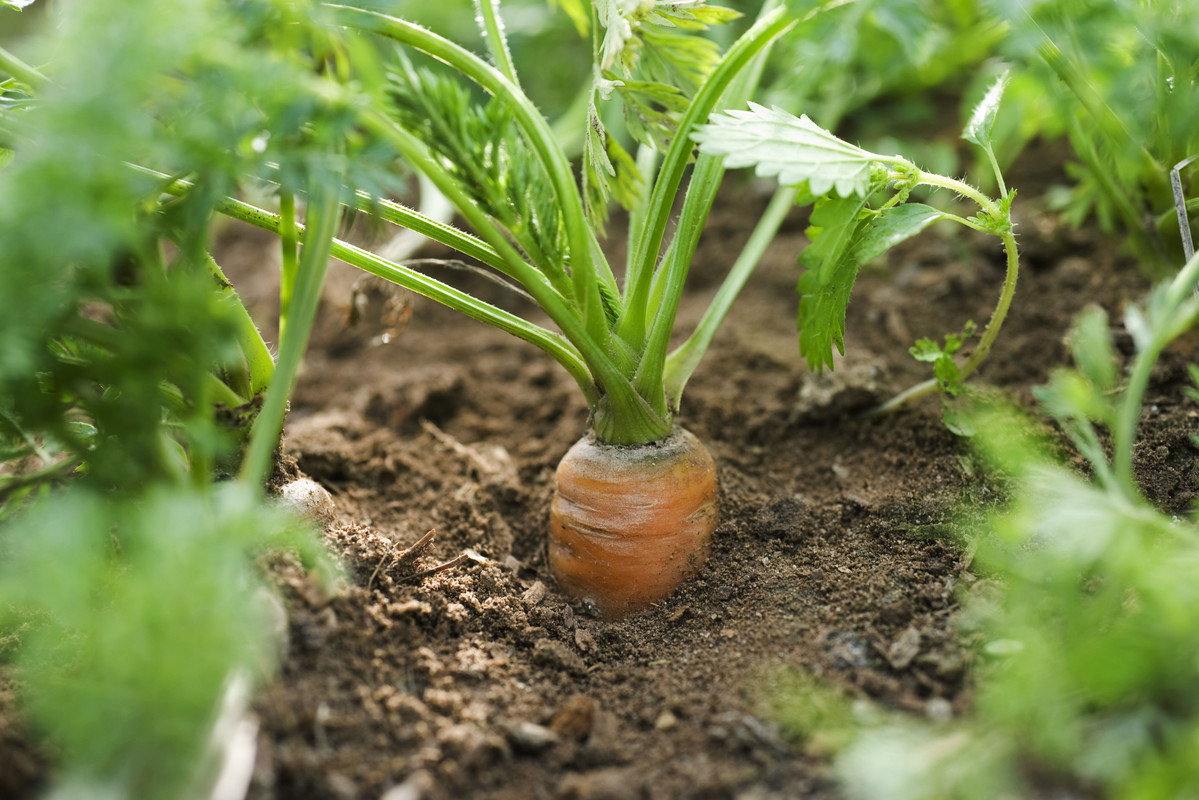 Best Month To Start A Vegetable Garden