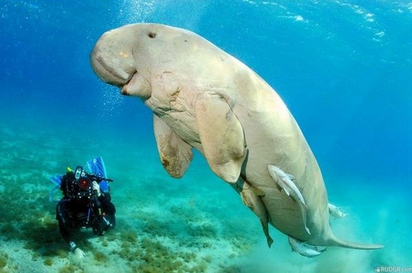 https://i.postimg.cc/qq2KnmrL/dugong-tengeritehen.jpg