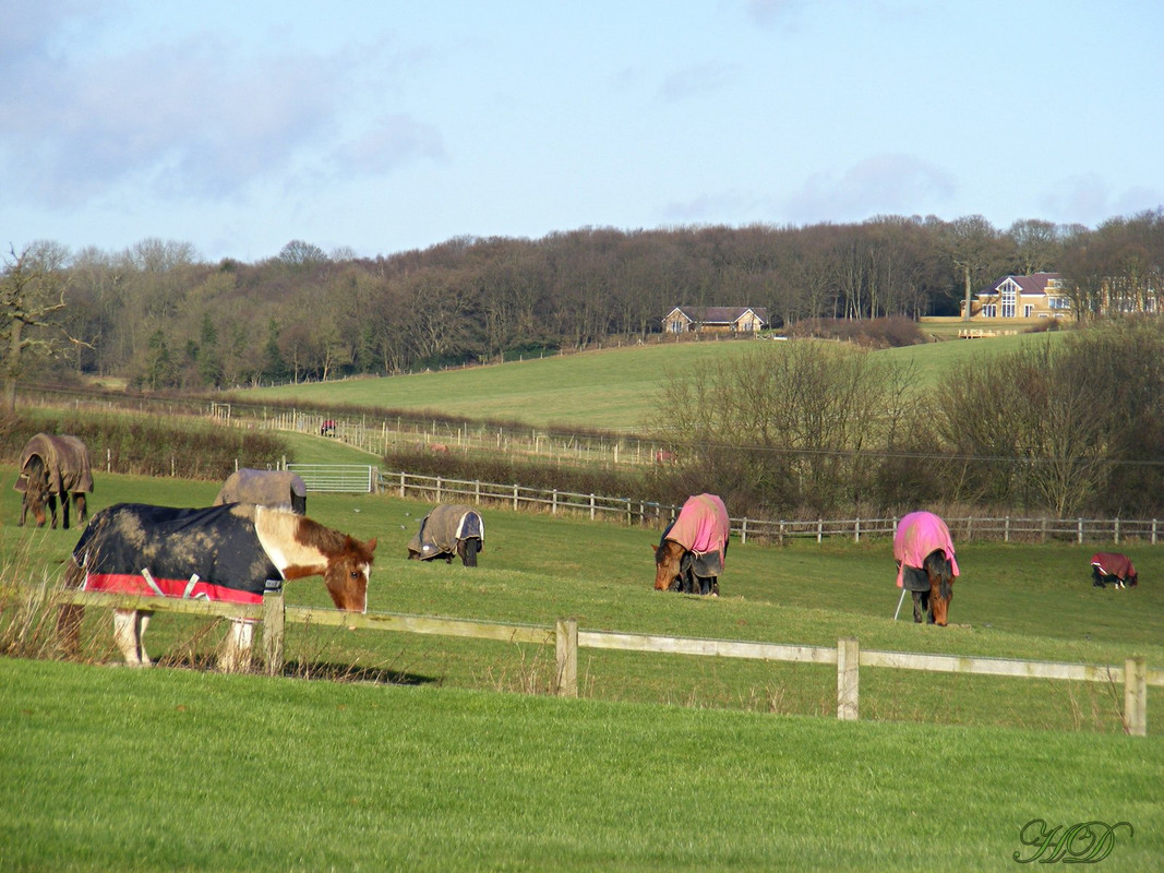 horses-coats-tewin-HD.jpg