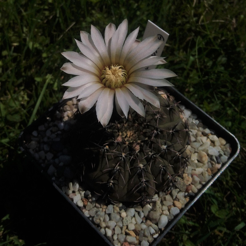 Gymnocalycium occultum P 131A nr 3