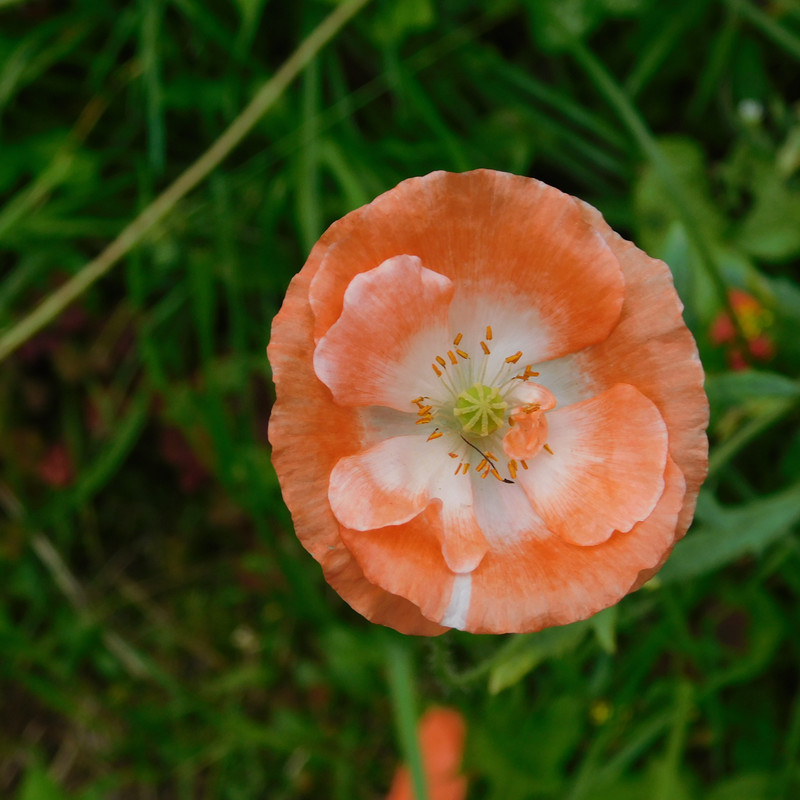 Август дачный кукольный 2023 008