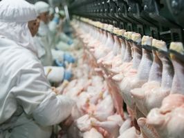 Экспорт украинской курятины за три года вырос на 123%