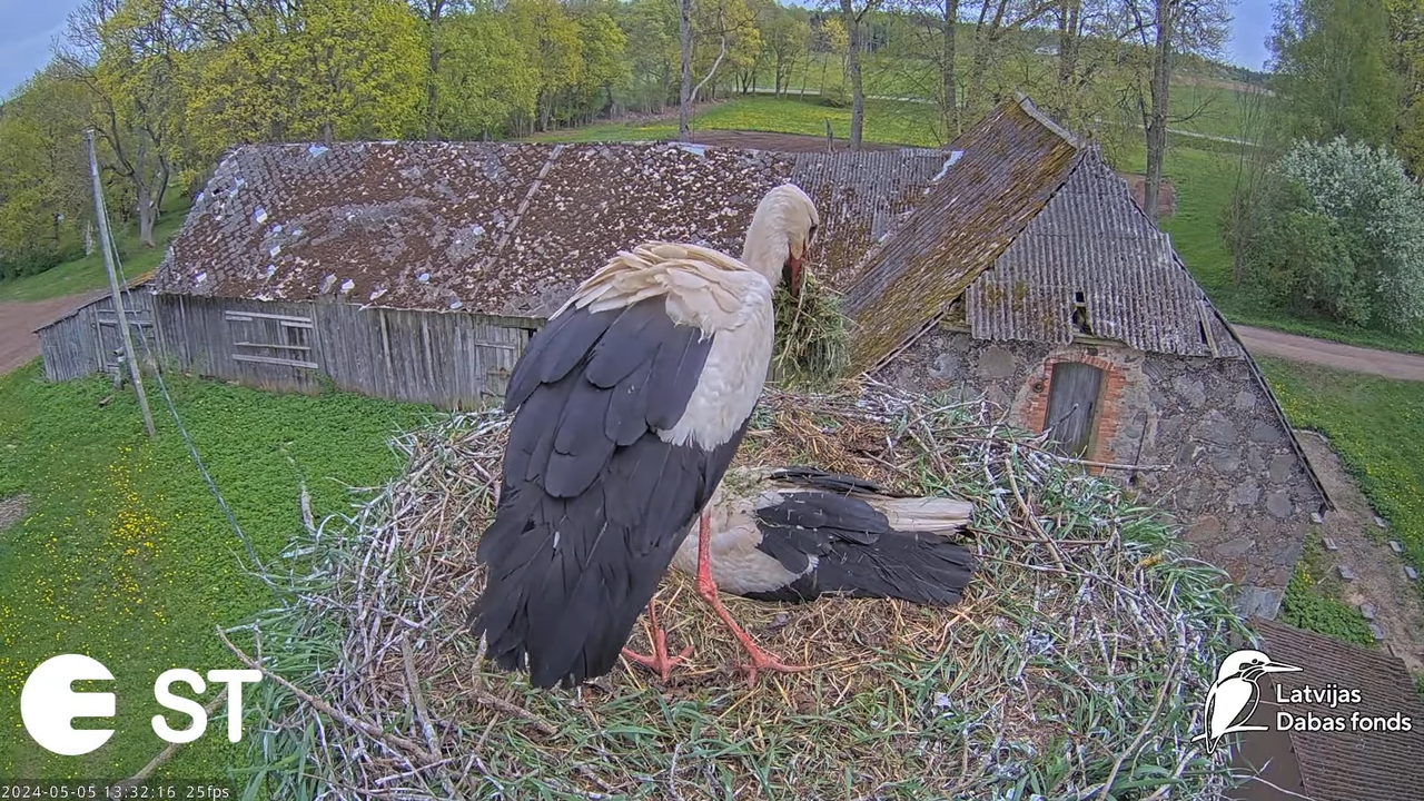 Baltie stārķi (Ciconia ciconia) Tukuma novadā - LDF tiešraide __ White storks in Tukums, Latvia 7-39