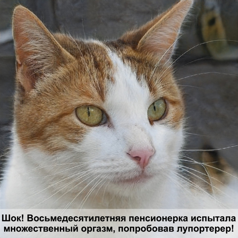 ориентальная кошка рыжий окрас