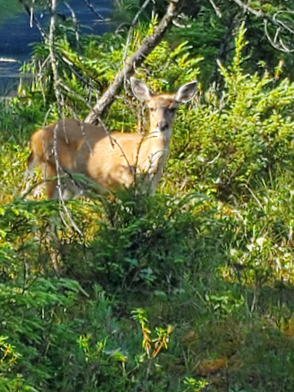 blacktail