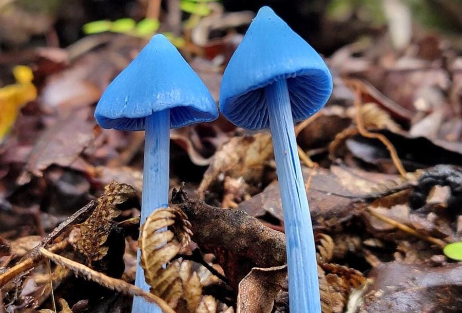 Интересные факты про Entoloma hochstetteri - синий гриб-призрак Новой Зеландии Интересные факты про Entoloma hochstetteri - синий гриб-призрак Новой Зеландии