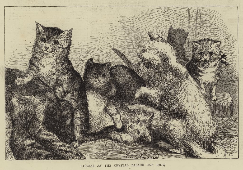 3-Percy-Macquoid-Kittens-at-the-Crystal-Palace-Cat-Show-Meister-Drucke-256905