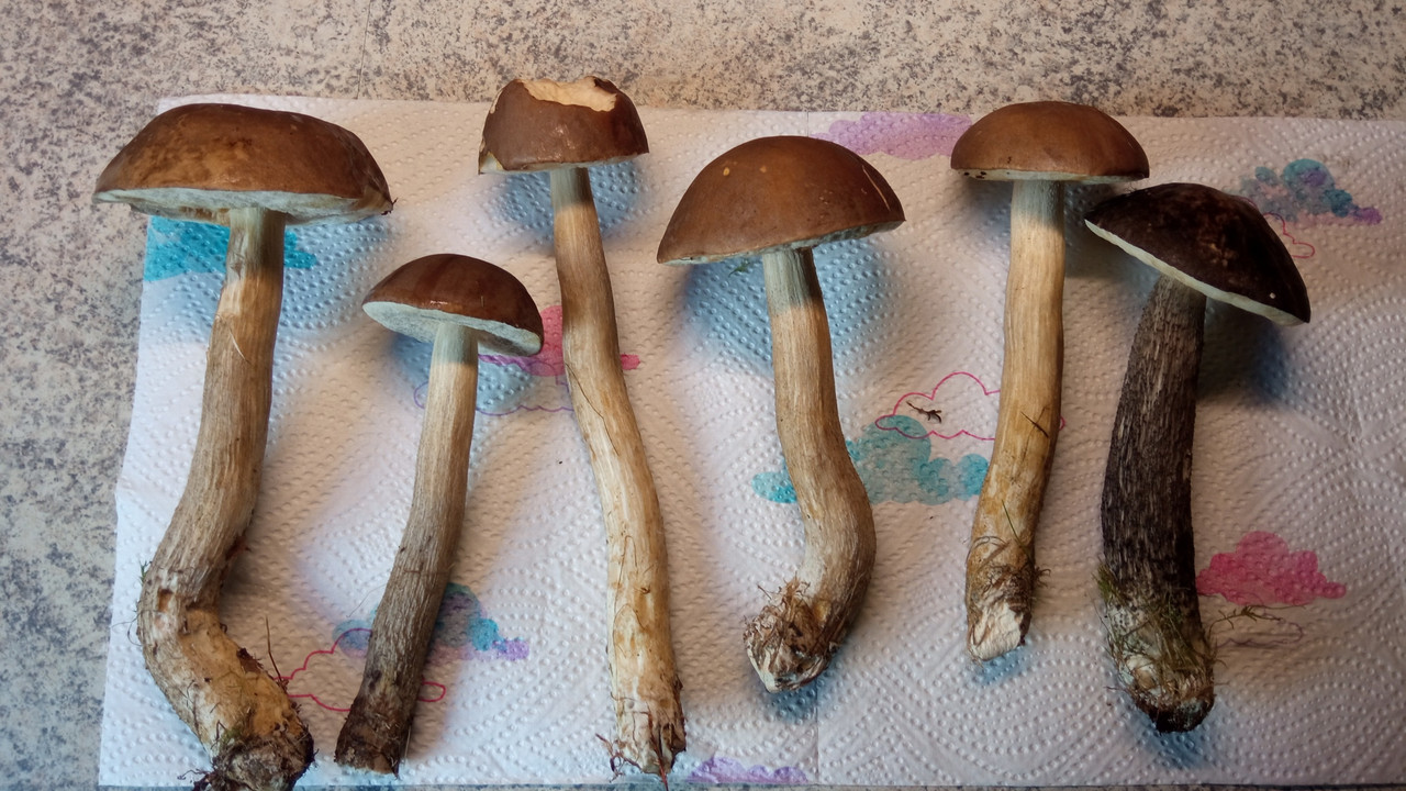 pilz2.jpg