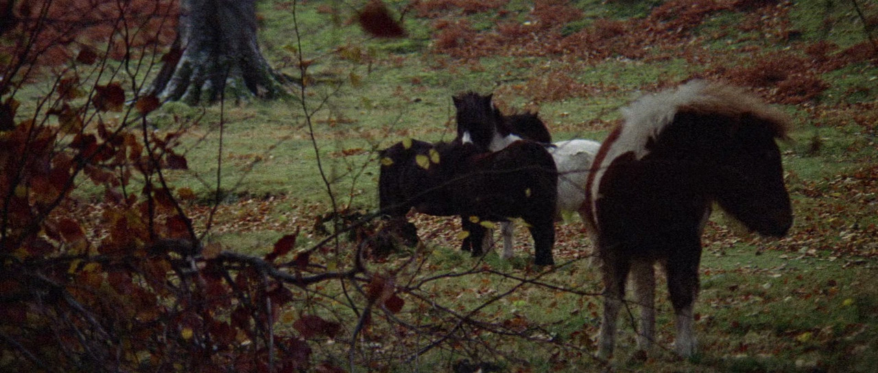 Images (1972) (1080p BluRay x265 r00t)-8