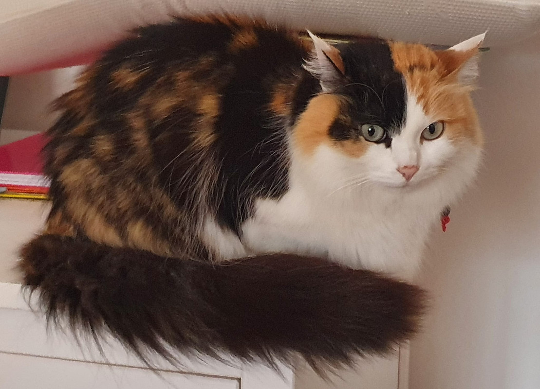 Greta
