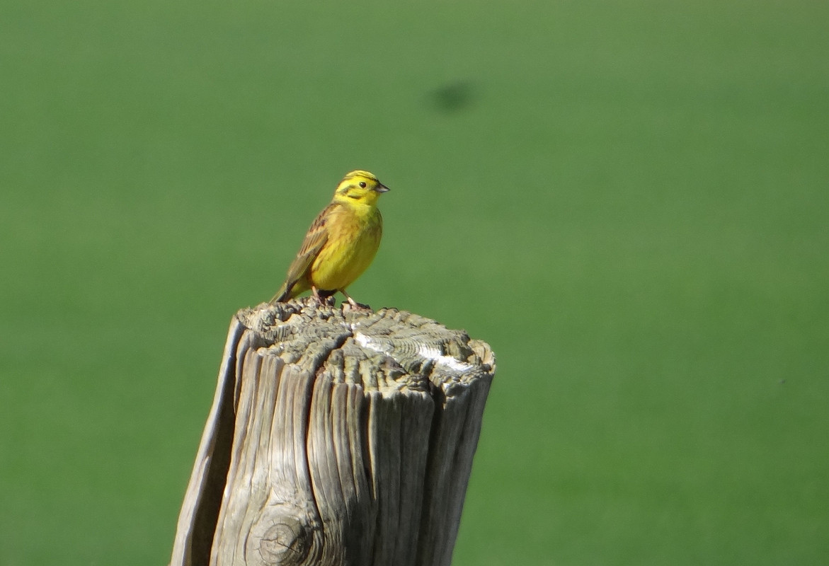 COCK YELLOWHAMMER 1