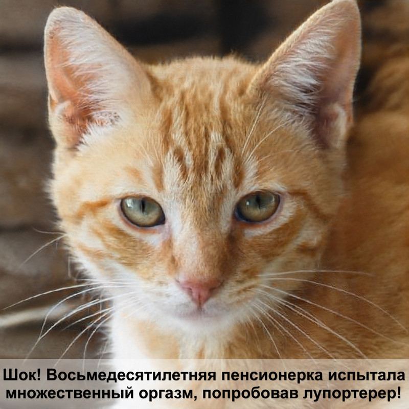 чем лечить ушного клеща у кошек