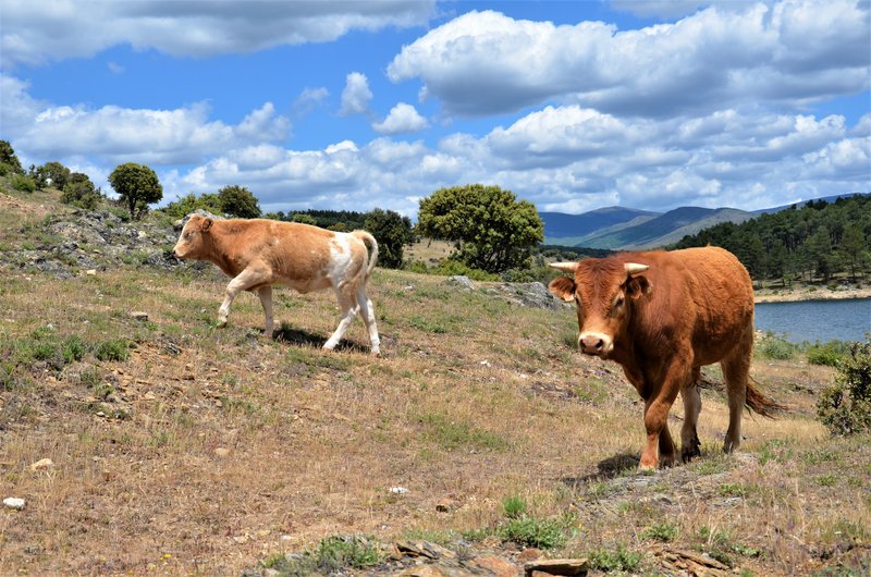EMBALSE PUENTES VIEJAS, FORTINES Y ANIMALES-24-5-2014-MADRID - Paseando por España-1991/2016 (25)