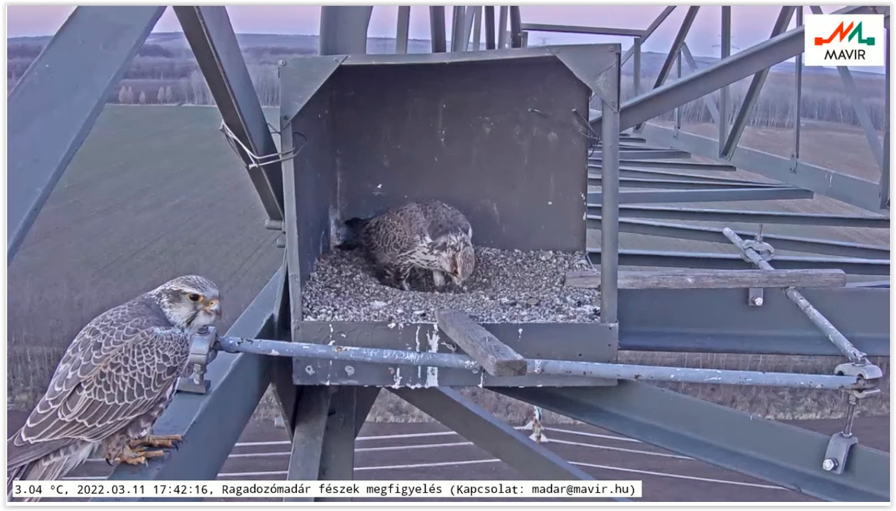 Screen Shot 03-11-22 at 05.42 PM 001