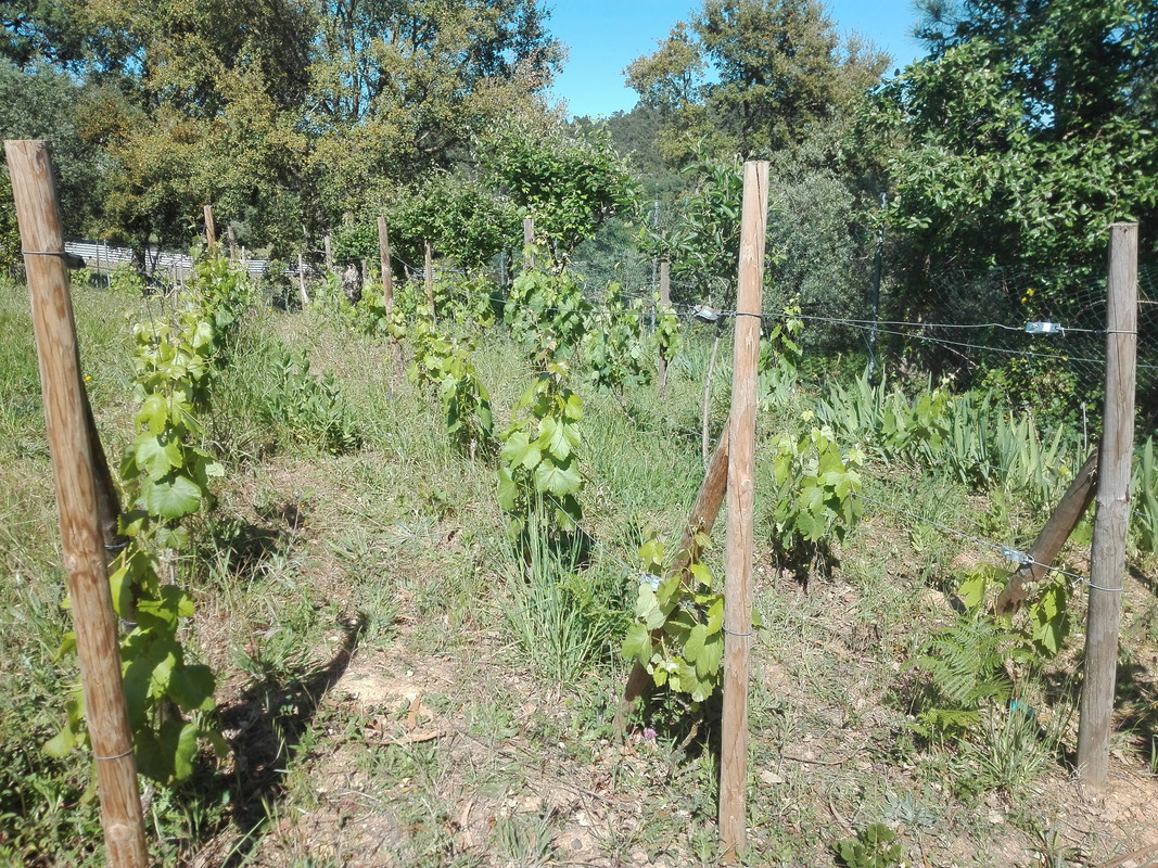 wine grapes vine 1