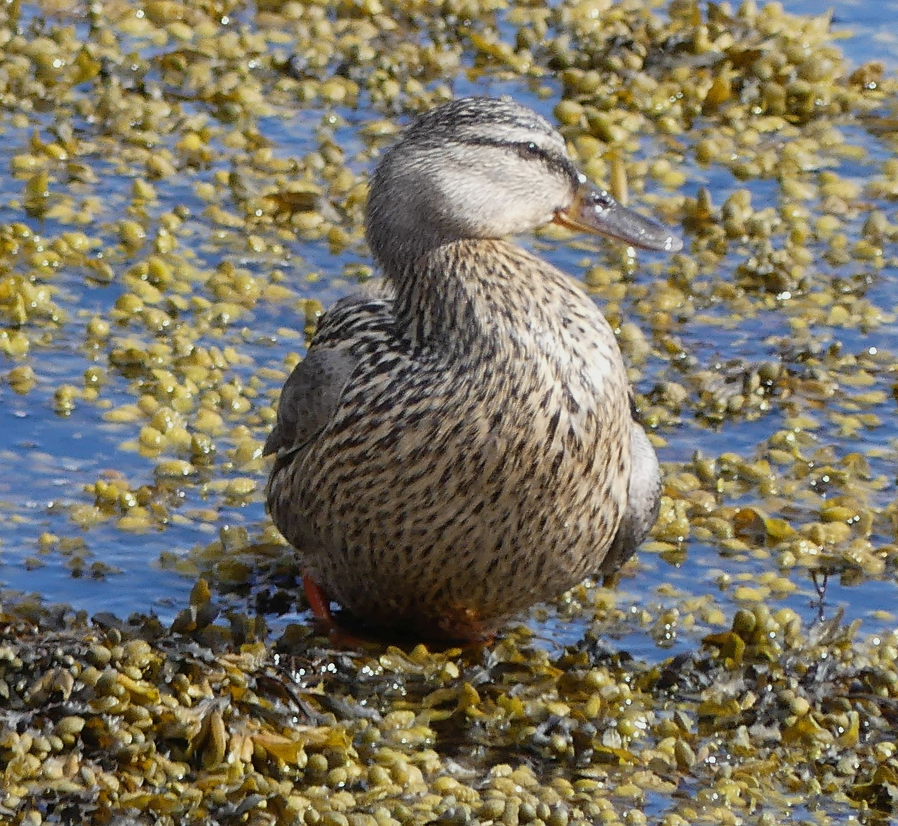 MALLARD 2