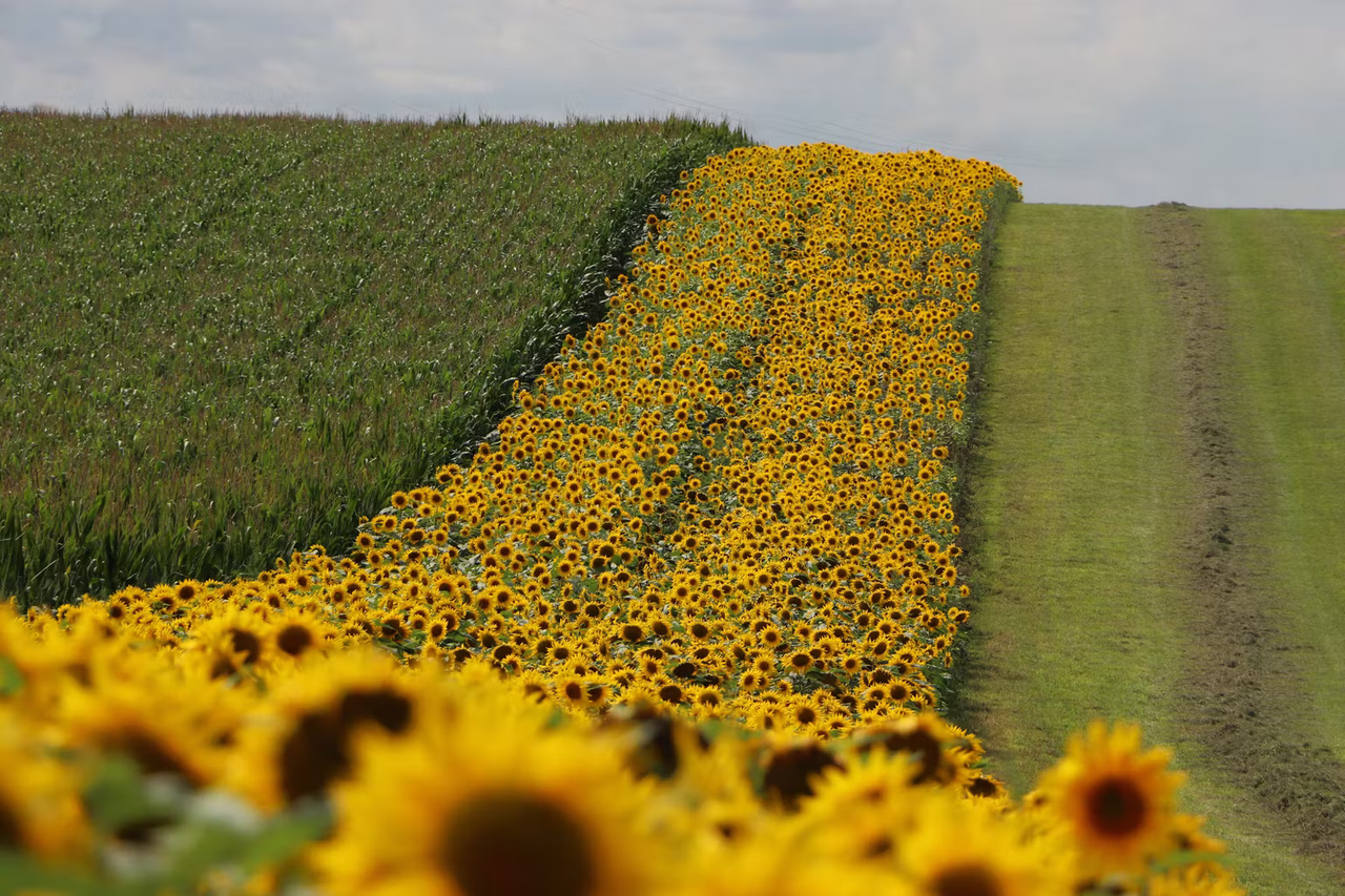 zonnebloem