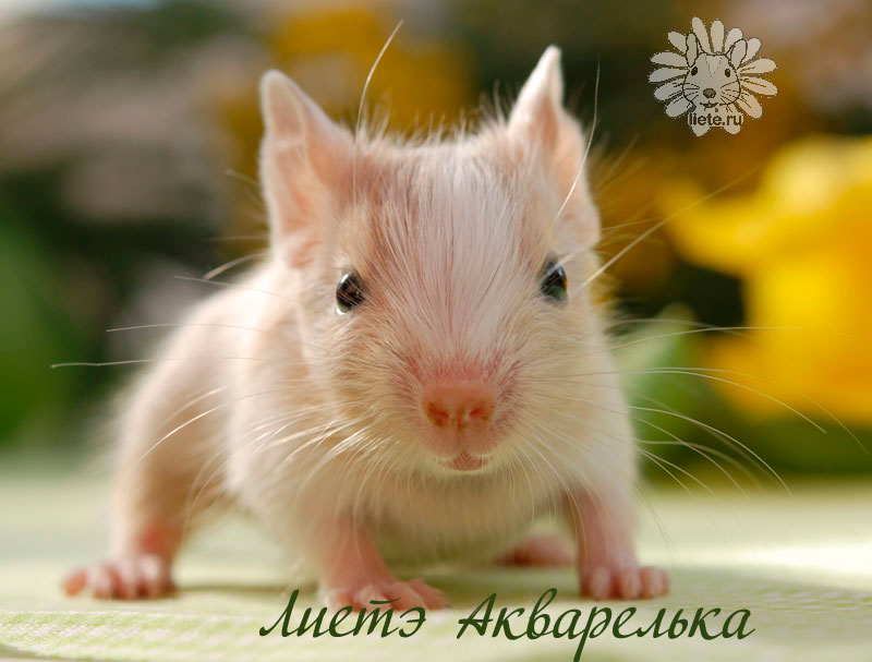 Акварелька3_11-дней