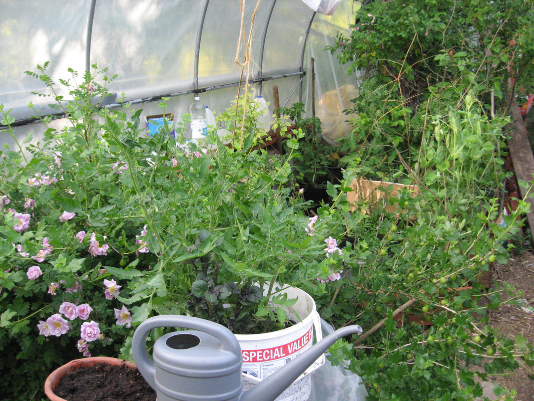 garden May 2018 009