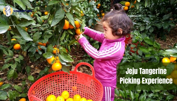 Jeju tangerine picking experience