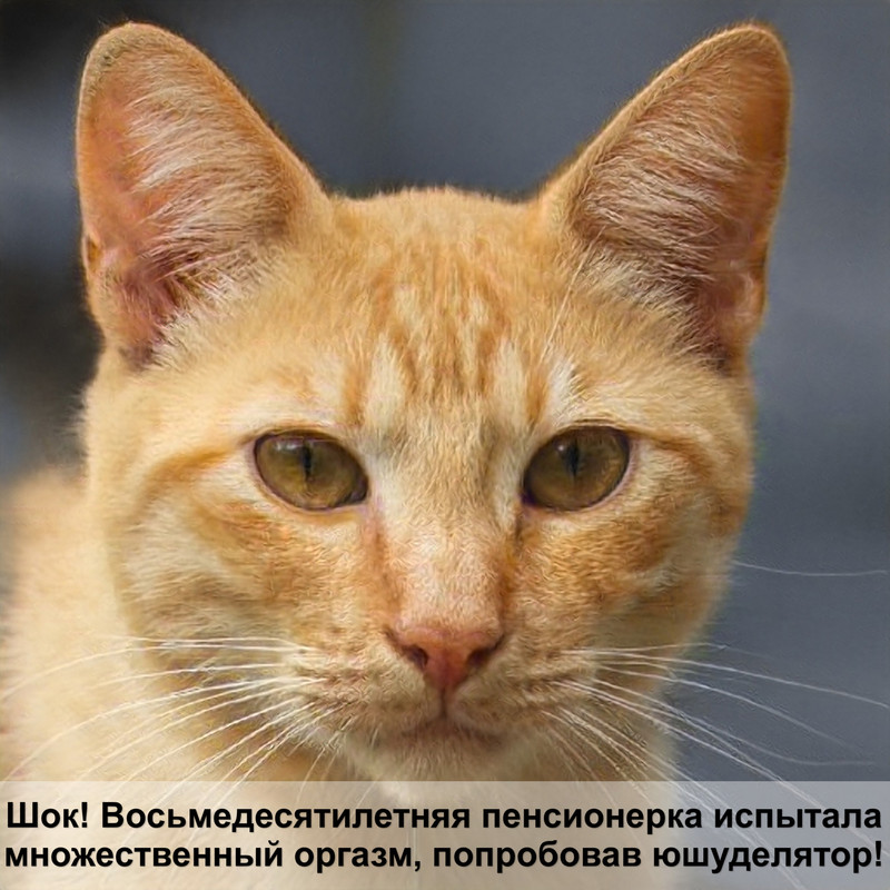 абиссинская кошка окрасы кошек