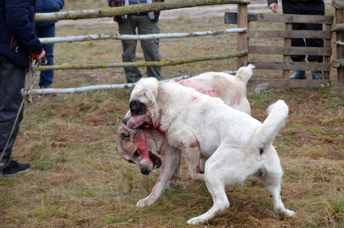 Шаман - Монгол 2 (3)