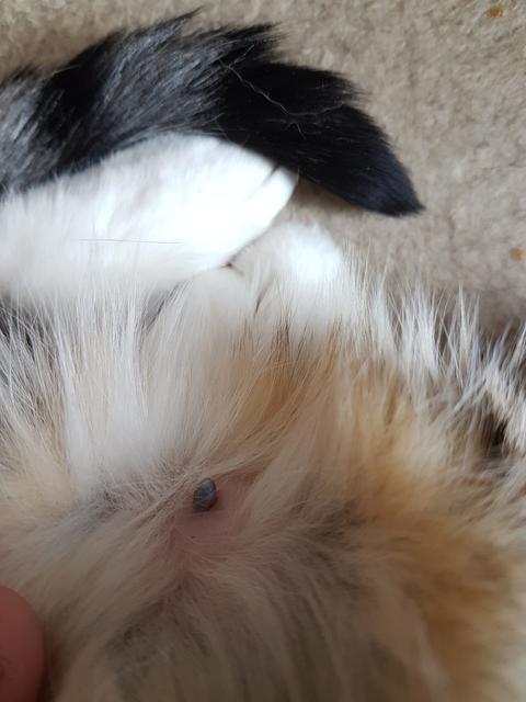 Hund Knubbel