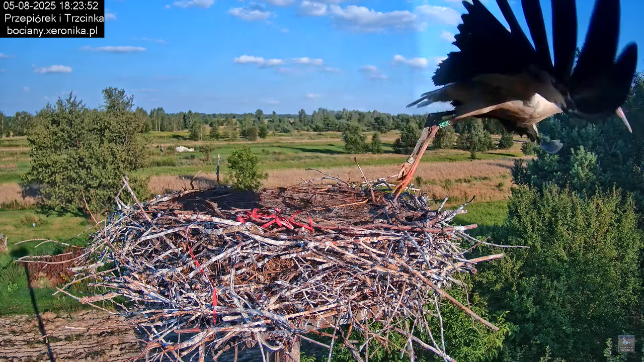 05082025bociany31
