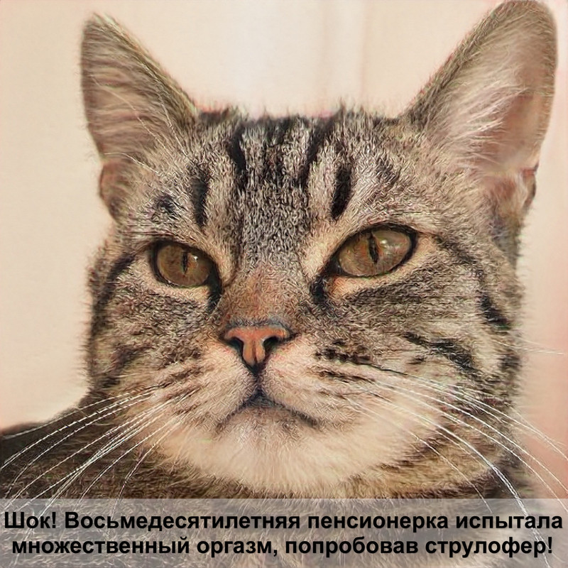 богатка кошка нашла сама