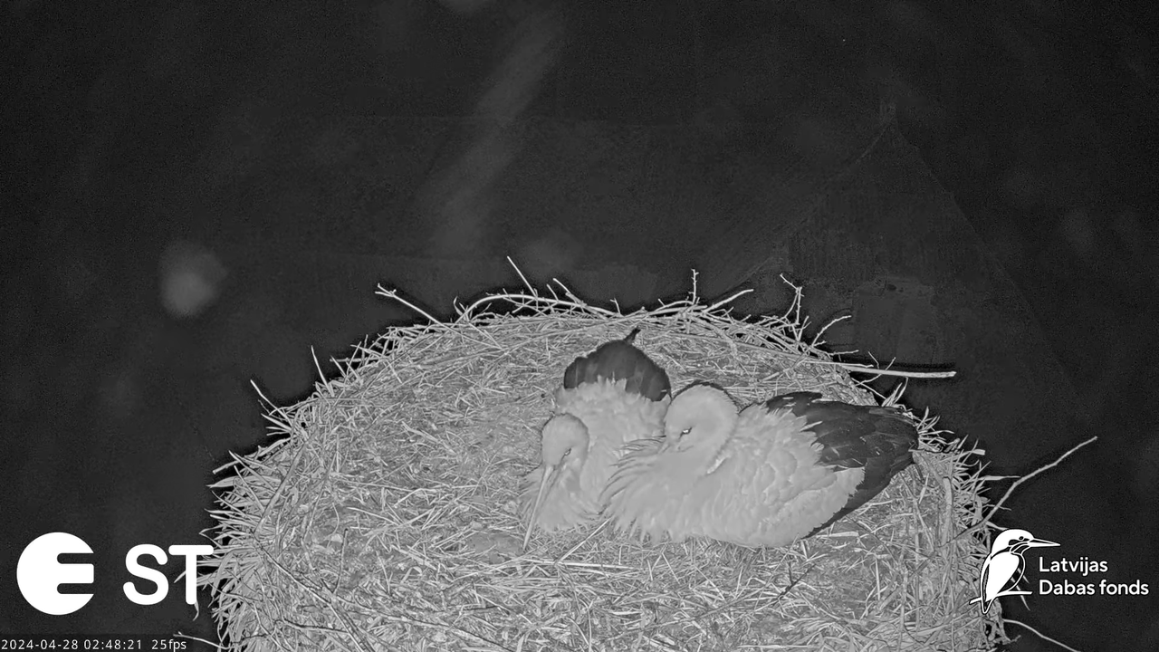 Baltie stārķi (Ciconia ciconia) Tukuma novadā - LDF tiešraide __ White storks in Tukums, Latvia 7-6-