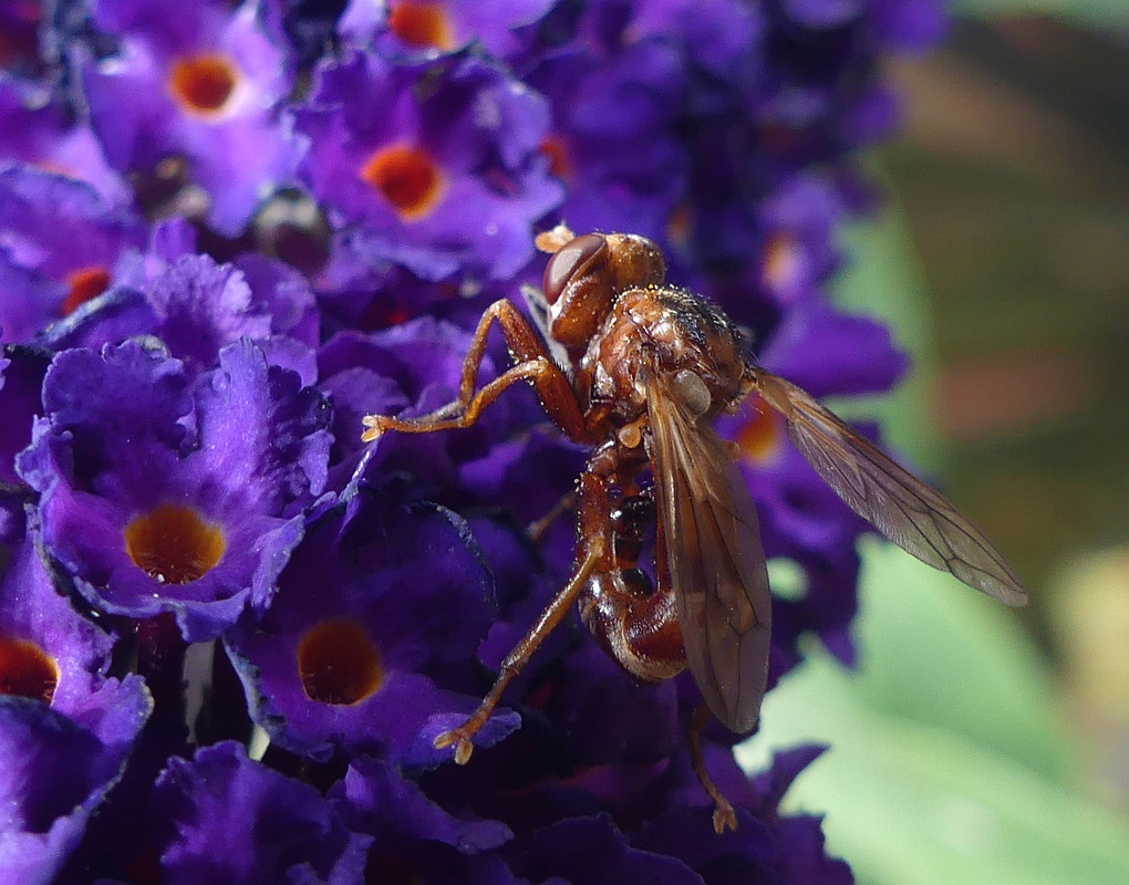 FLYING ANT 4 080824
