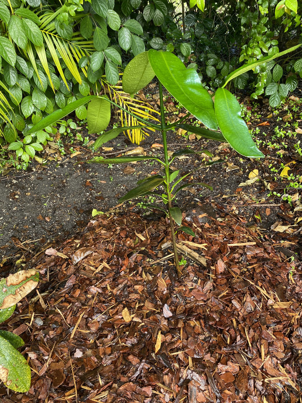 Lucs Garcinia in ground 2 2020