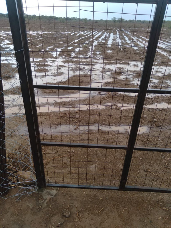 Grass seedbank Harrow tilling