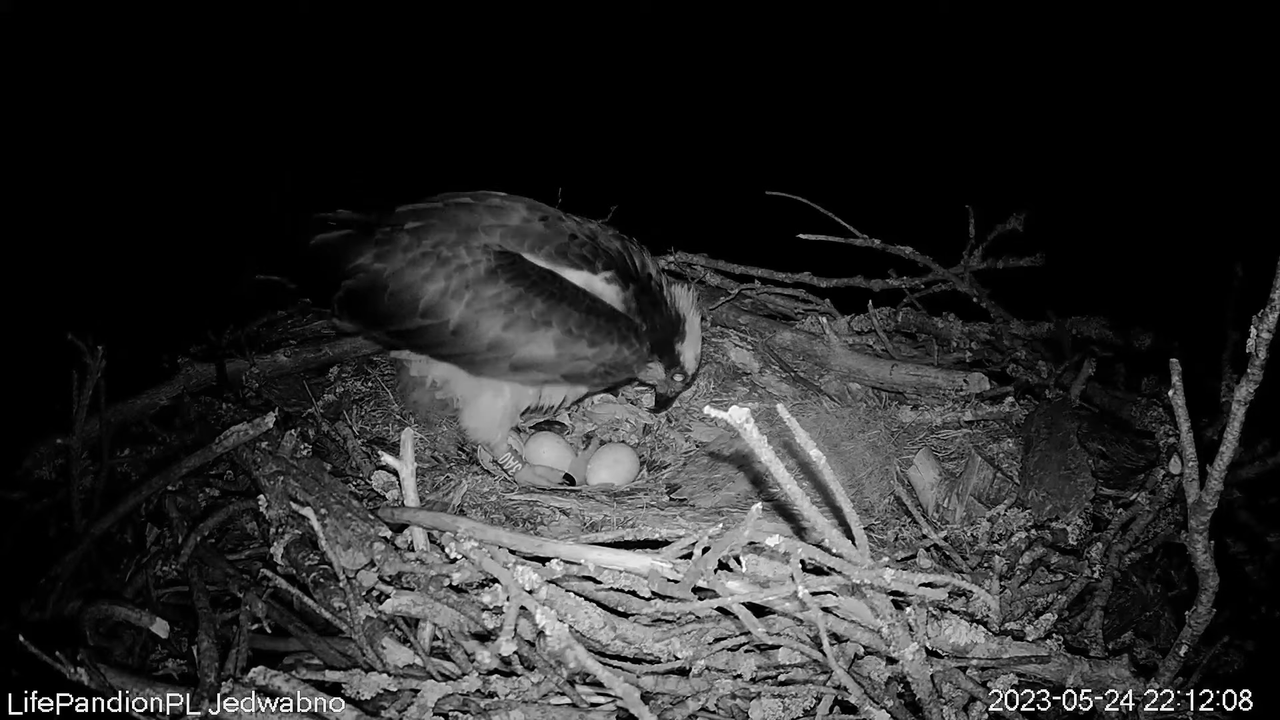 Rybołowy Online Puszcza Napiwodzko-Ramucka _ Ospreys Online in Napiwodzko-Ramucka Forest 4-19-12 scr