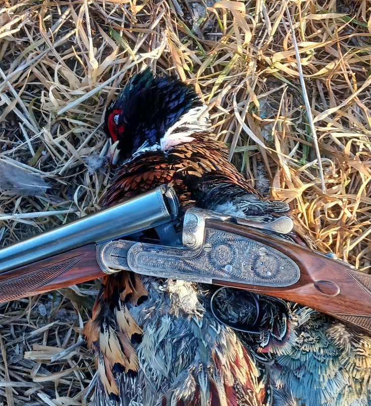 [Linked Image from i.postimg.cc]