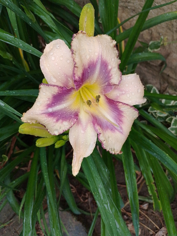 IMG_20230615_171421_HDR