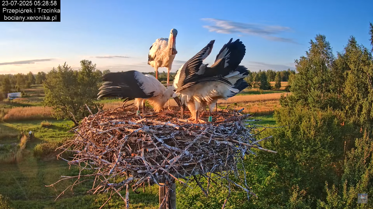 23072025bociany10