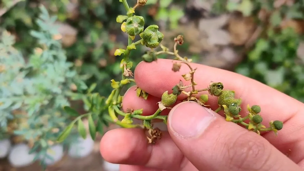 Repelentes Naturales contra Moscas: ¡Descubre el Poder de la Ruda!