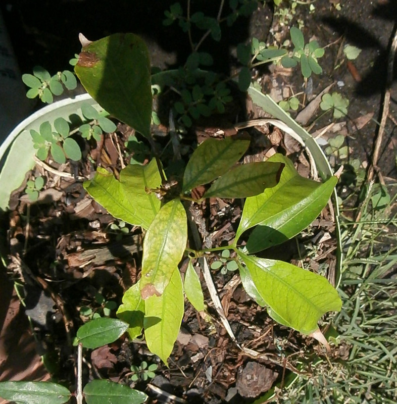 lyc3