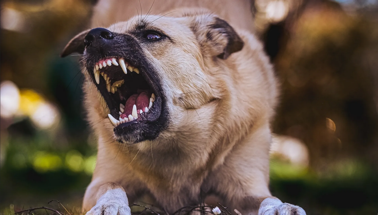 Madre es mutilada por perro al proteger a su mascota frente a su hijo