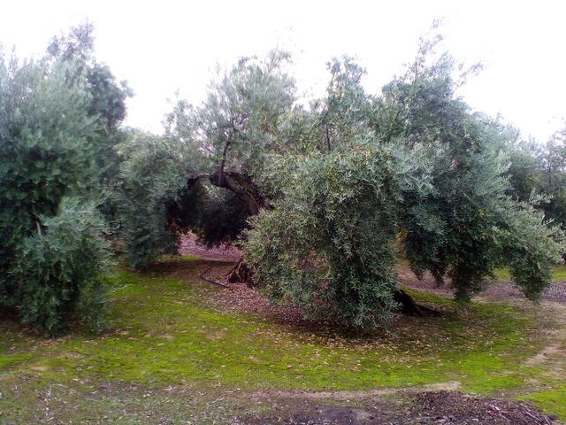 Ramas secas (Toledo) IMG-20181102-105709