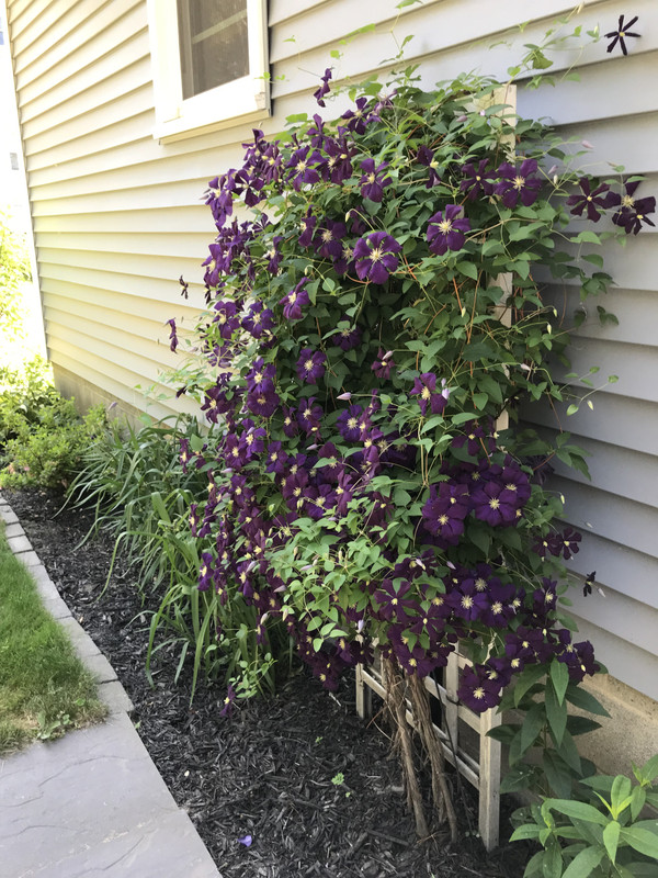 garden2