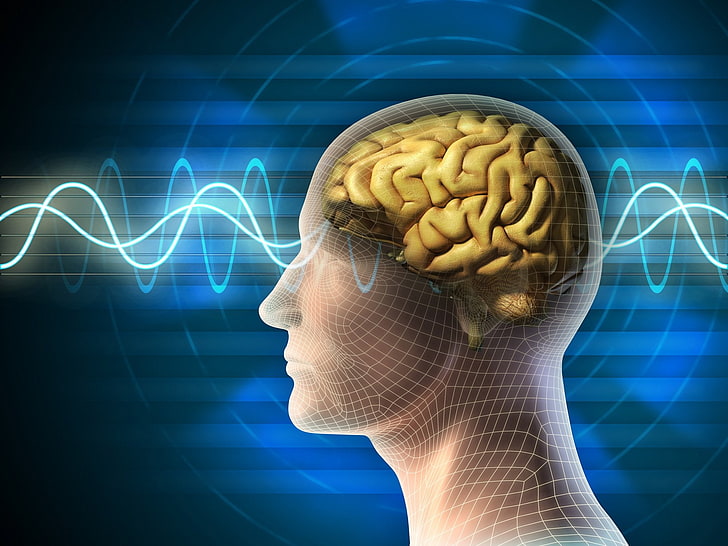 https://i.postimg.cc/qqM2KHVn/neurociencia3.jpg