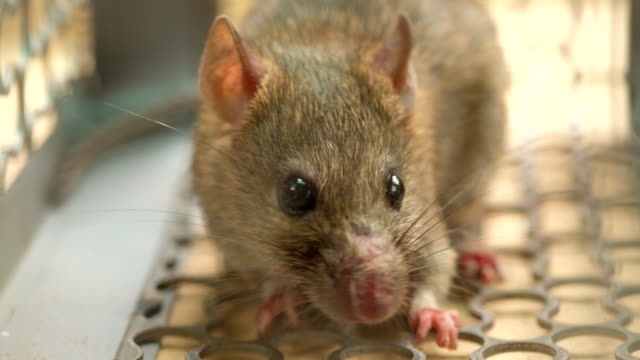 rodent-control-10.jpg