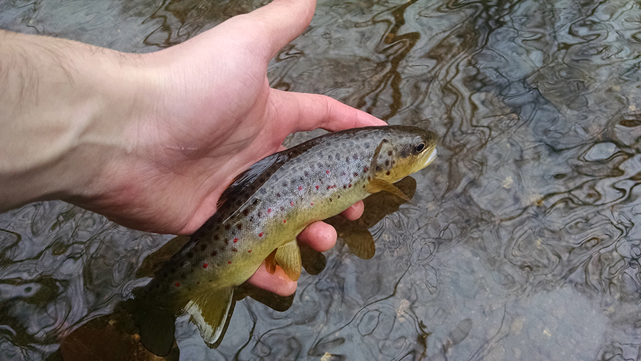 Small Trout Garden State Trout