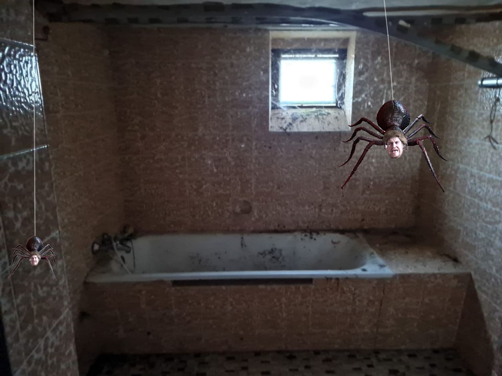 spider.jpg