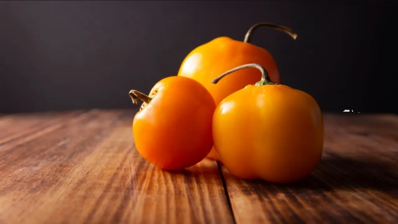 ¿Cómo cultivar un arbusto de chile manzano en maceta?