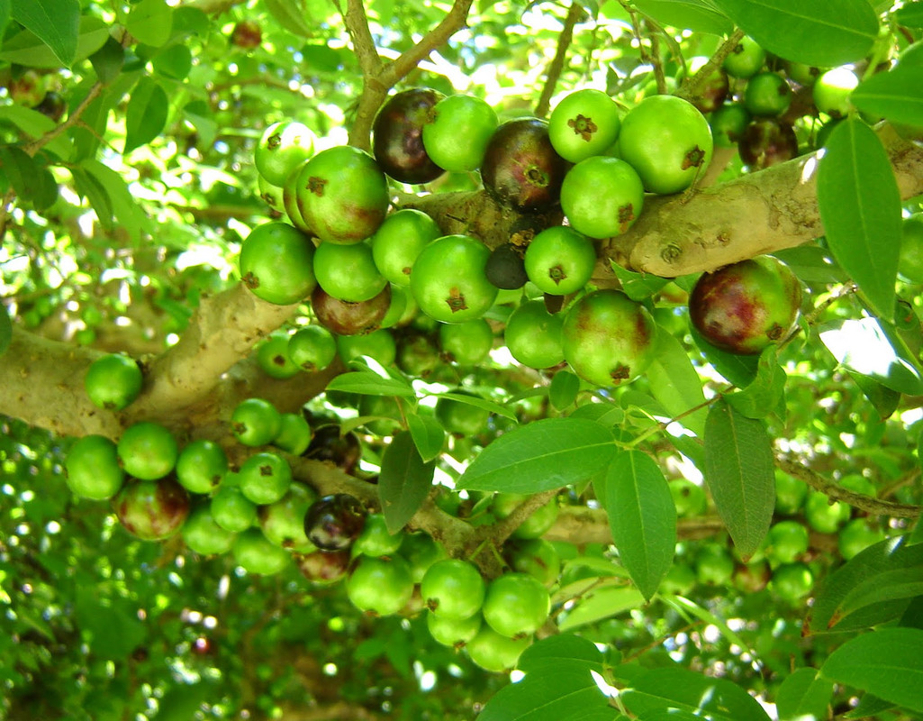 Myrciaria cauliflora Guapuru c (1)